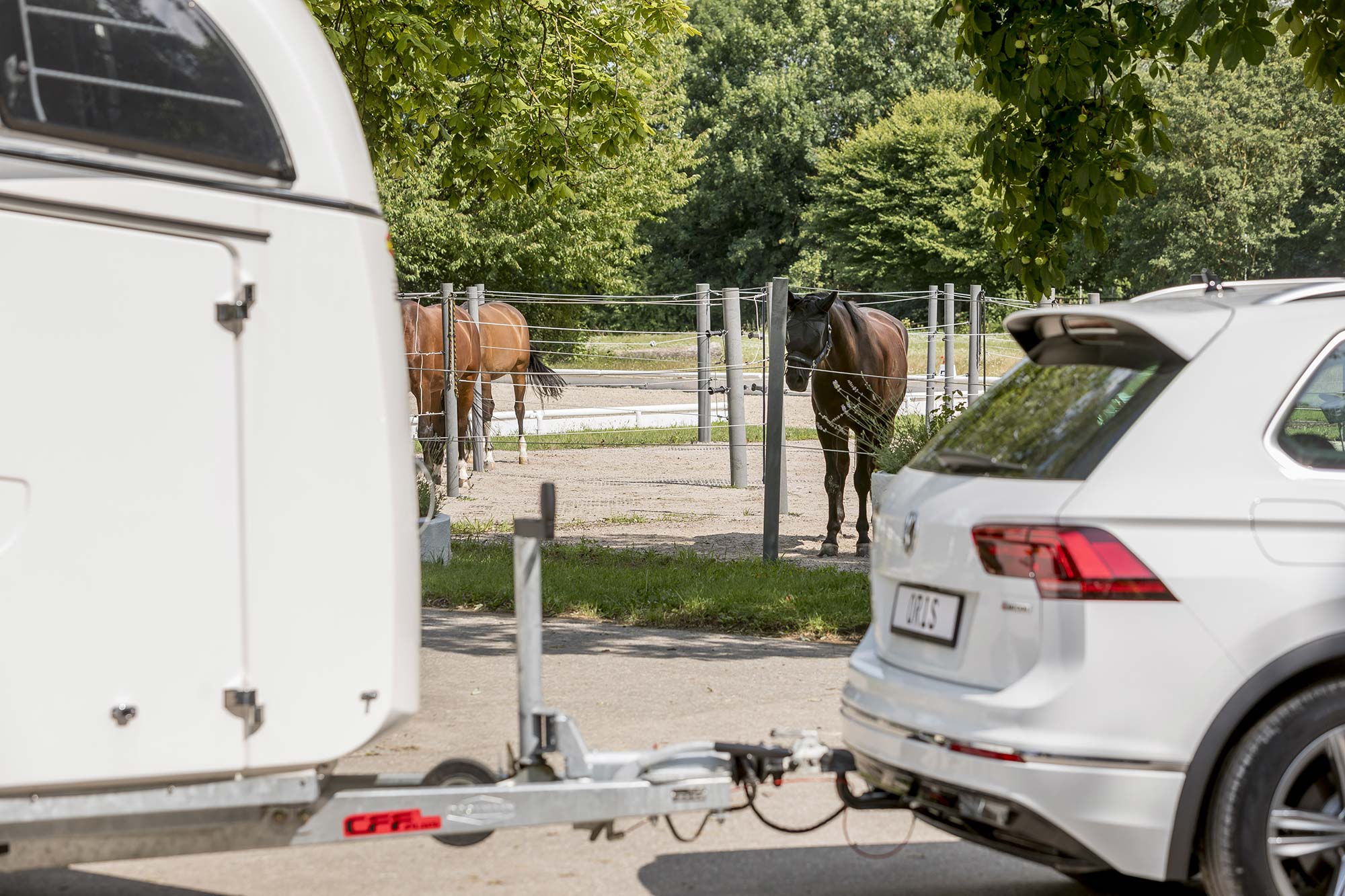 Close-up of a white horse trailer coupled to a white Volkswagen Tiguan with towbar, with horses in a fenced paddock and trees in the background.